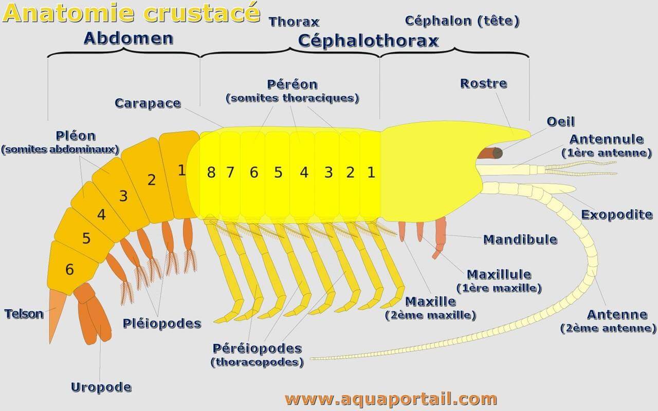 Nourrir des crevettes : définition et explications