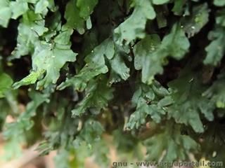 Dtails des frondes de Didymoglossum erosum, la fougre  feuilles de chne