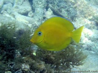 Un poisson chirurgien bleu Acanthurus coeruleus en phase juvnile jaune
