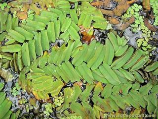 Salvinia oblongifolia, la salvinie  feuilles oblongues