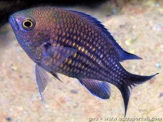 Une castagnole noire, Chromis chromis