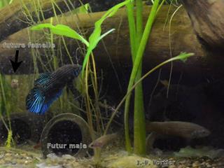 Couple avec alevins de Betta mahachaiensis