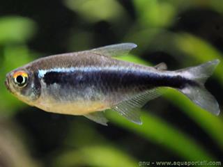 Un Tetra non noir Hyphessobrycon herbertaxelrodi