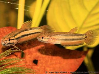 Couple Betta macrostoma