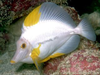 Un chirurgien jaune Z. flavescens atteint de leucitisme