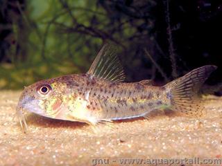 Corydoras cochui du Rio Xingu