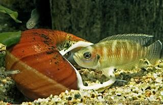 Un couple conchylicole de Neolamprologus brevis