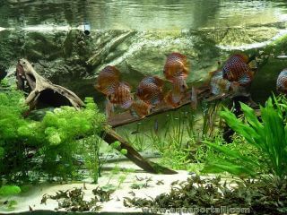 L'aquarium haut de gamme demande de solides connaissances en aquariophilie