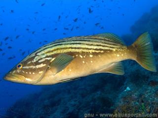 badeche mrou Epinephelus