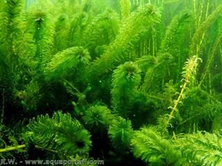 Plantes oxygénantes