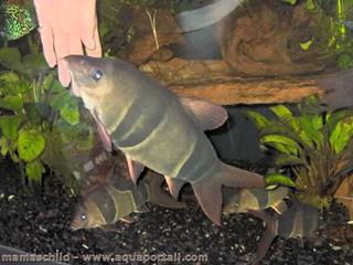 clown loach adulte Chromobotia macracanthus