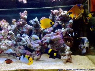 Un bel aquarium FO (fish only) peupl de poissons uniquement