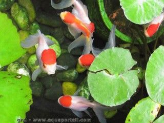 Les poissons rouges en tang ou bassin de jardin