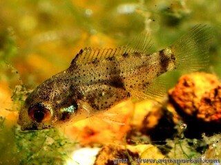 Un alevin du cichlid Anomalochromis thomasi