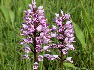La floraison de l'orchide militaire