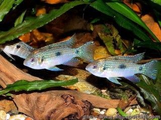 Un groupe d'Anomalochromis thomasi en aquarium