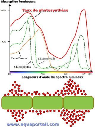 Taux de photosynthse et spectre d'absorption