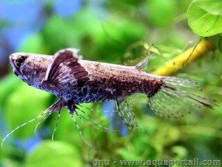 Pantodon (espce Pantodon buchholzi)