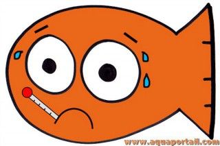 stress chez le poisson