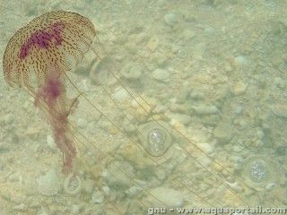 La scyphomduse plagique Pelagia noctiluca