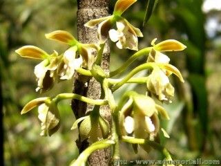 Inflorescence d'un Epidendrum bambusiforme