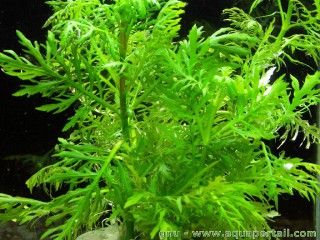 La glycine aquatique Hygrophila difformis en aquarium