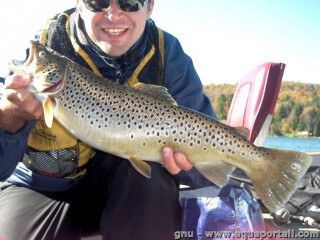 La Ouananiche est un saumon d'eau douce