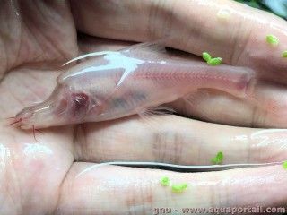 Sinocyclocheilus furcodorsalis juvnile poisson aveugle