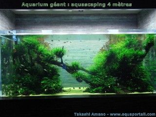 Aquarium gant de 4 mtres d'Amano