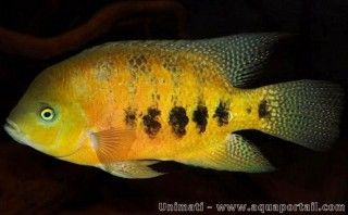 Cclido dorado joven Cincelichthys bocourti
