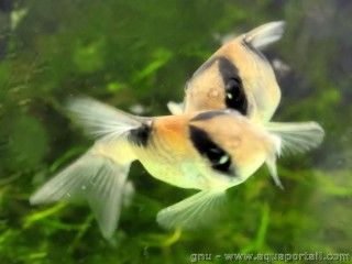 Accouplement de Corydoras, position en T