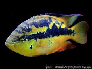 Poisson Trichromis salvini