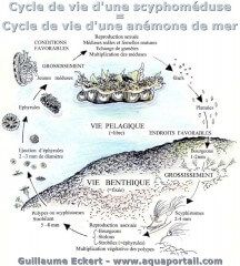 Cycle de vie d'une anmone de mer avec reproduction