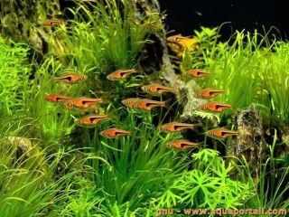 Groupe de Trigonostigma espei en aquarium