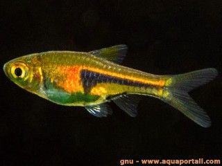 Un poisson mle Trigonostigma espei, de Lambchop