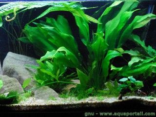 La plante Echinodorus bleheri/bleherae en aquarium