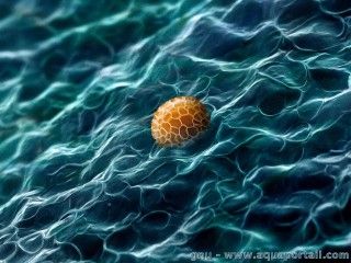 sporulation