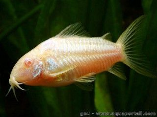 Corydoras albinos femelle