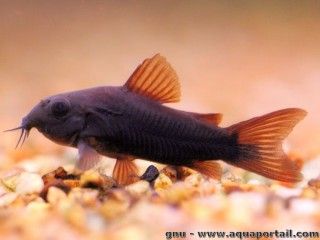 Corydoras aeneus black Venezuela, le cory noir