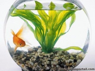 La mort viendra : experience avec un décédé Poisson-rouge-bocal-goldfish-bowl