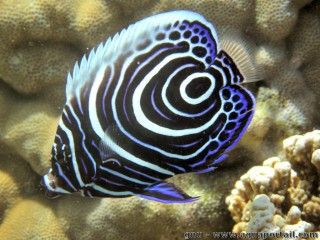 Un poisson-empereur juvnile