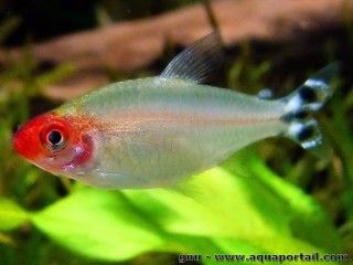 Une femelle Hemigrammus bleheri