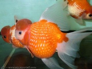 Poisson rouge PearlScale (pomme de pin)