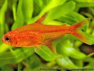 Un ttra amande mle, espce Hyphessobrycon amandae