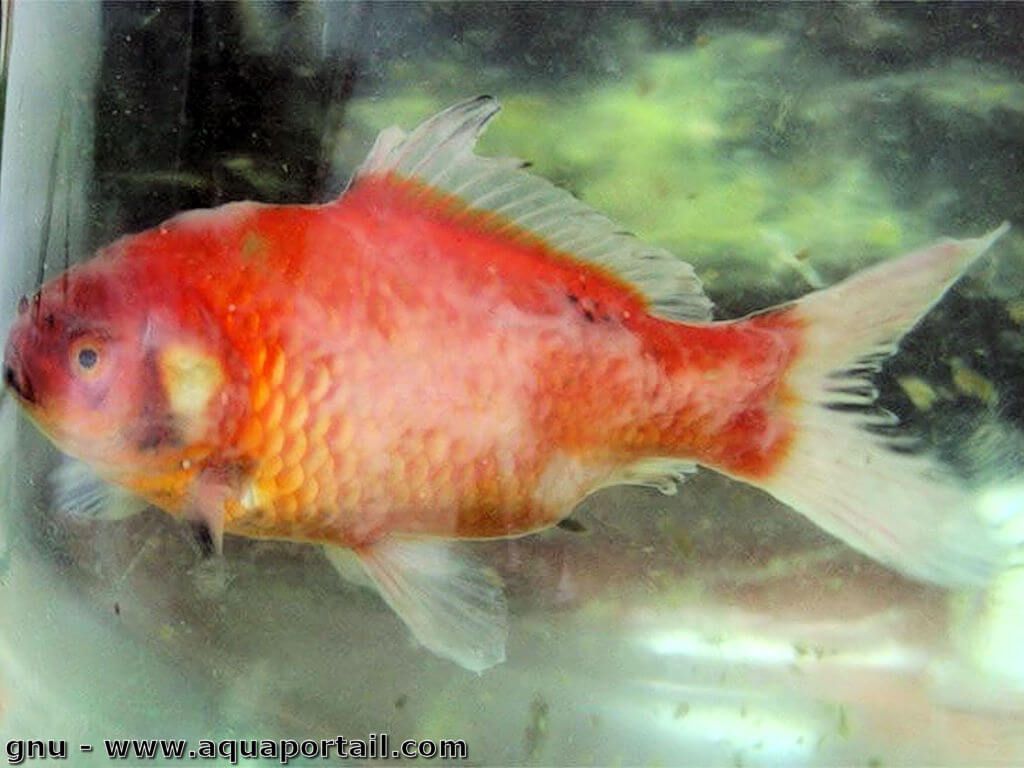 Poisson rouge eau, alimentation, bocal, durée