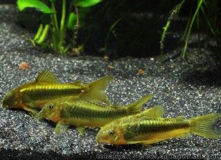 Banc de Corydoras aeneus Green laser CW009