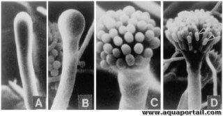Une mitospore, ou conidie, avec sporulation