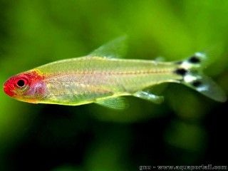 Ttra tte-rouge, Hemigrammus bleheri