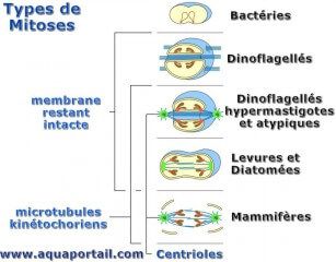 Types de mitoses selon l'organisme
