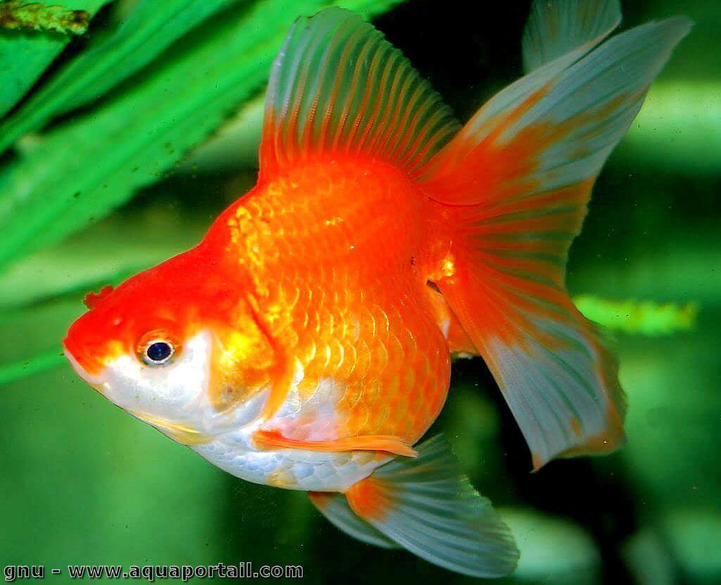 Poisson rouge aquarium, conseils, alimentation et plus